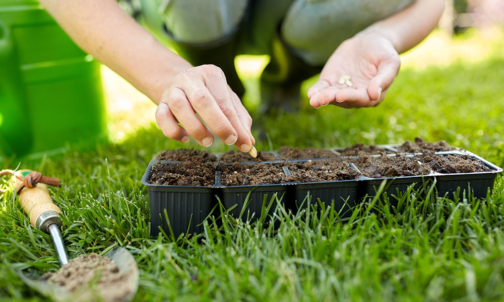 Que faire au potager en février ?
