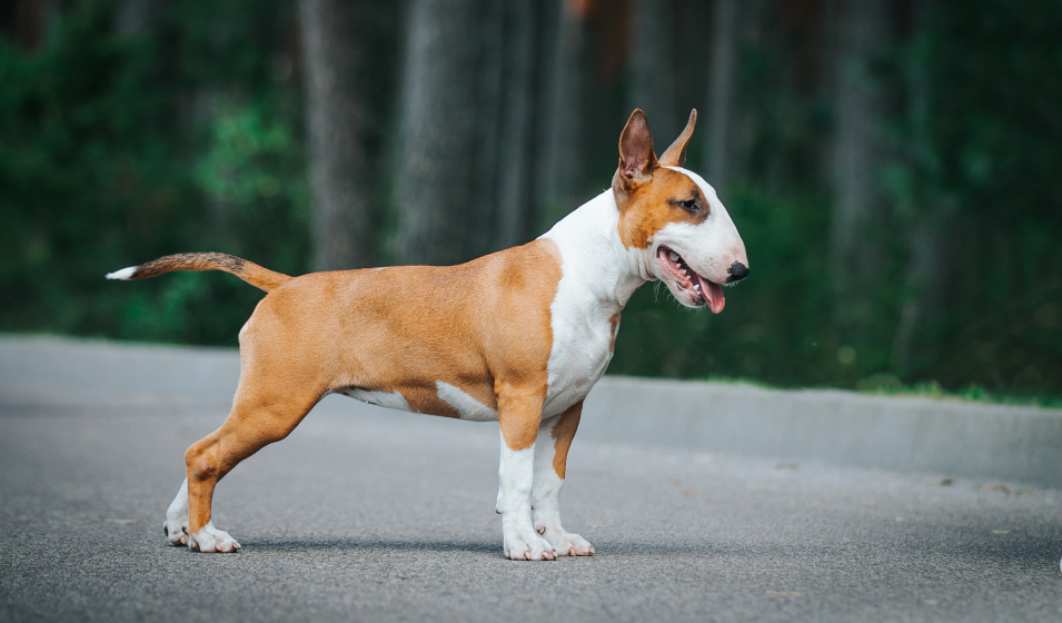 Le bull terrier charme par son physique atypique 