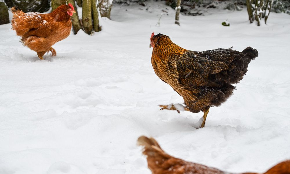 Les poules ne craignent pas les températures négatives, les œufs si