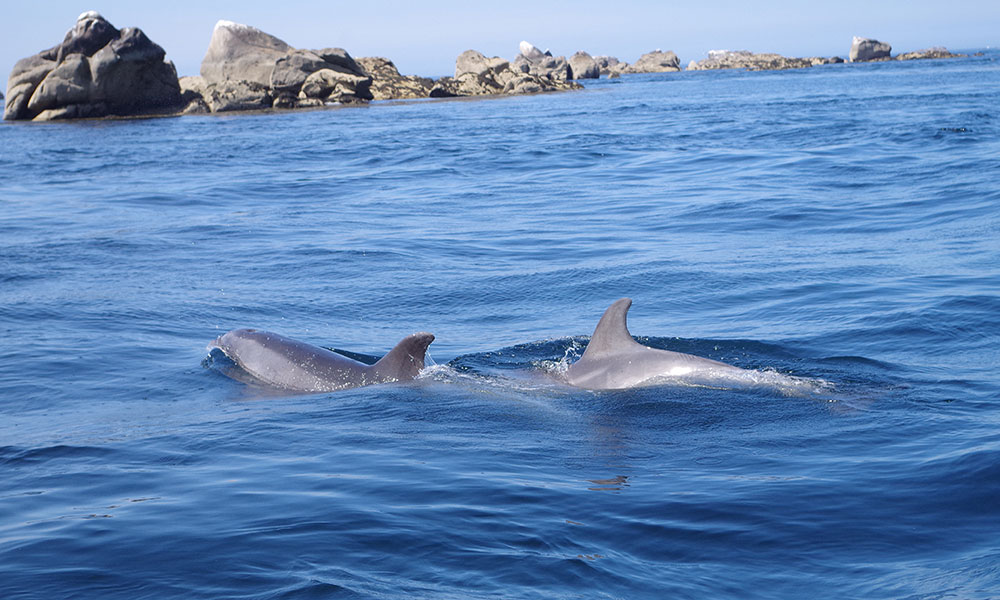 Le dauphin
