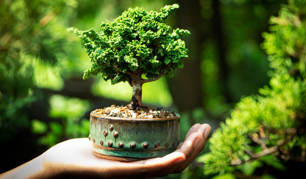 Arrosage et humidité : prendre soin de son bonsaï