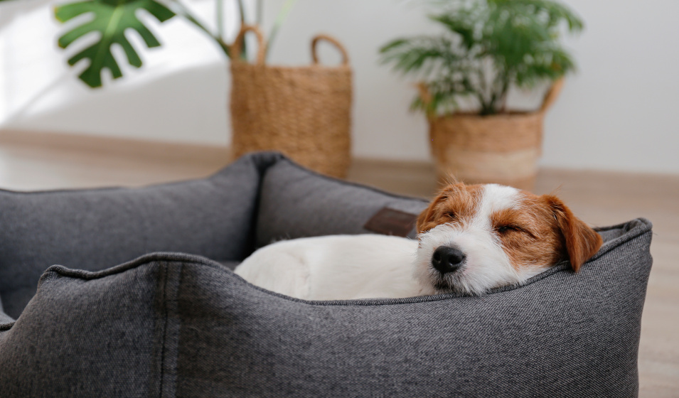 Un jack russell terrier à poil dur endormi dans son panier pour chien