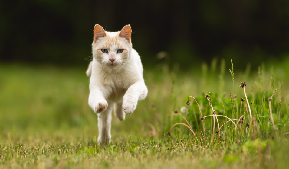 comprendre son chat 8