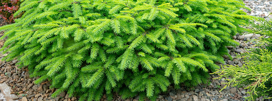 Picea abies 'Nidiformis'