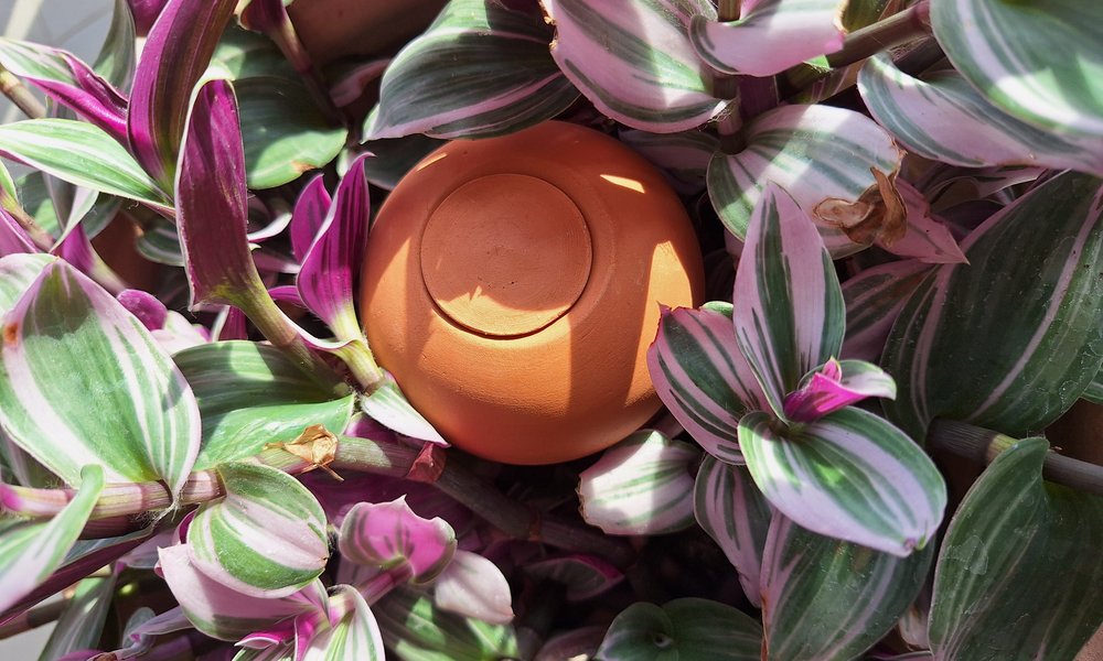 Dans un pot, la olla à planter se place entre les parois du pot et la plante