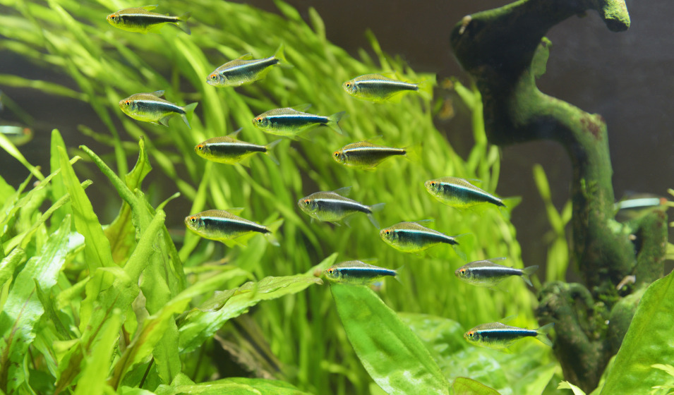 Quels poissons peuvent cohabiter avec des guppy ? Jardiland