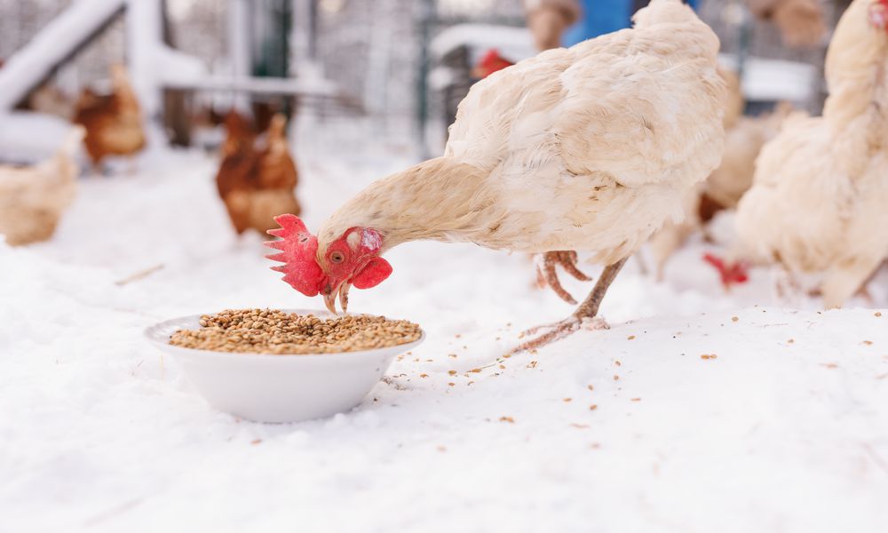 Un mélange de graines nourrissantes, rien de mieux pour se réchauffer les plumes ! 