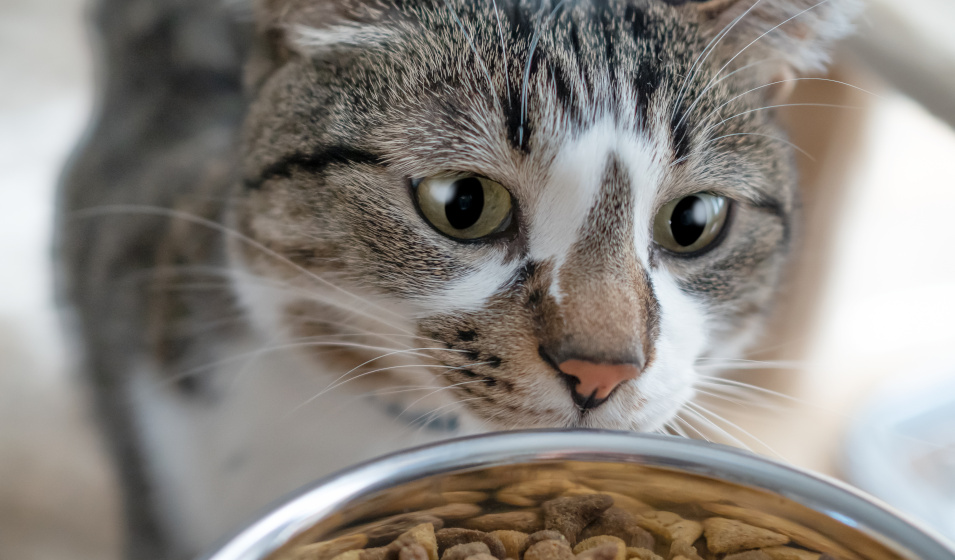 Gros plan sur un chat tigré devant sa gamelle de croquettes 