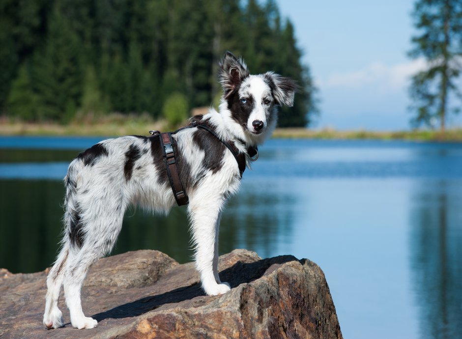 Le harnais en H n’entrave pas les mouvements du chien