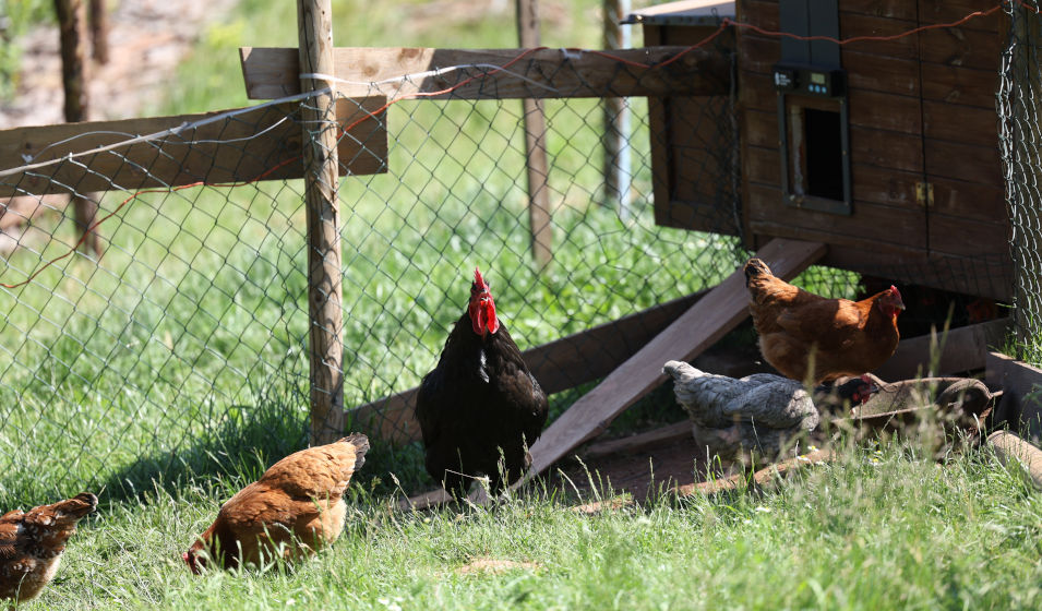 Un groupe de poules dans leur enclos près du poulailler 