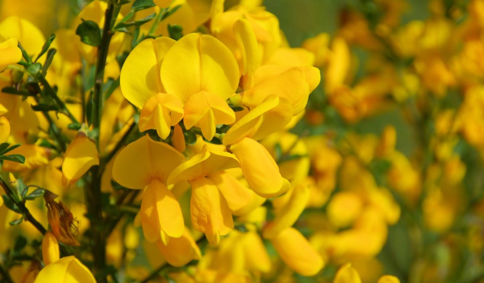 Une floraison qui a du génie