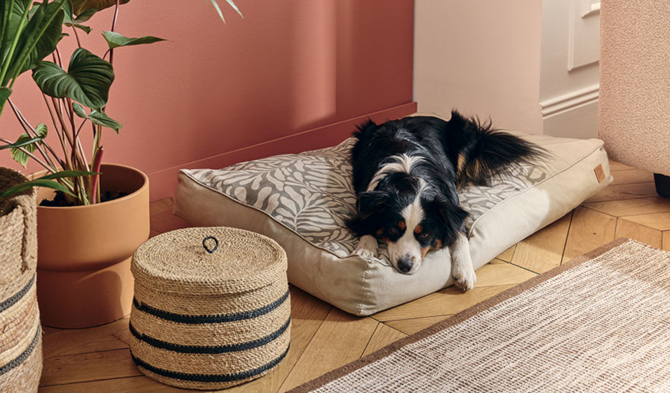 Un chien berger australien allongé sur un matelas design