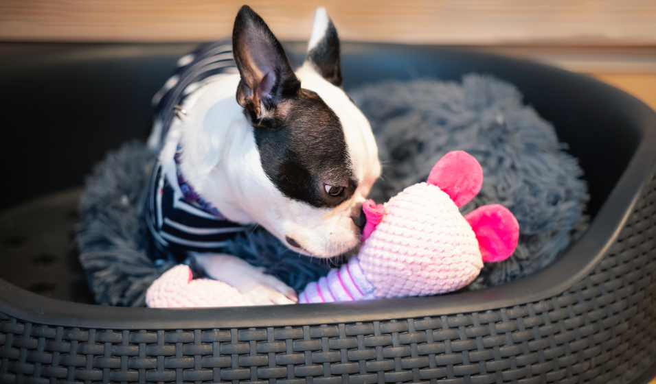 Un chiot boston terrier couché sur un coussin doux dans une corbeille plastique