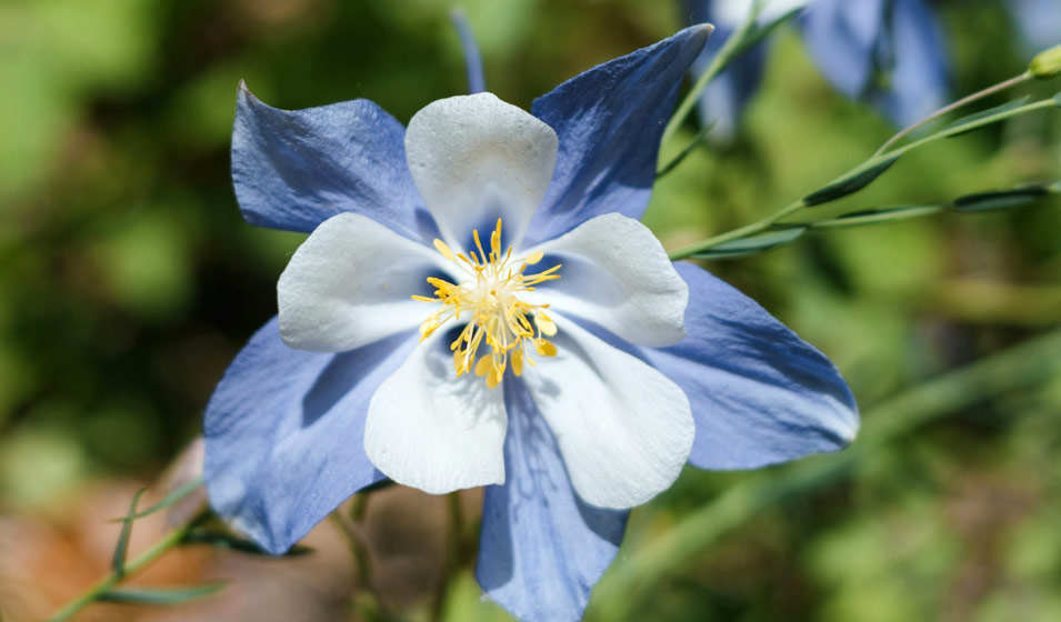 23 fleurs bleues pour colorer son extérieur - Jardiland
