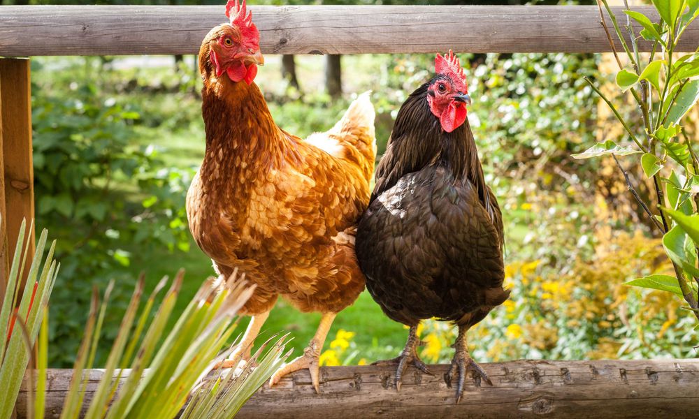 Les poules adorent se percher