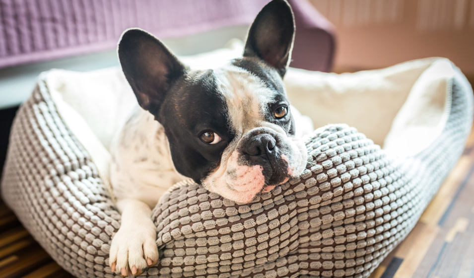 Un adorable bouledogue français couché dans son panier pour chien