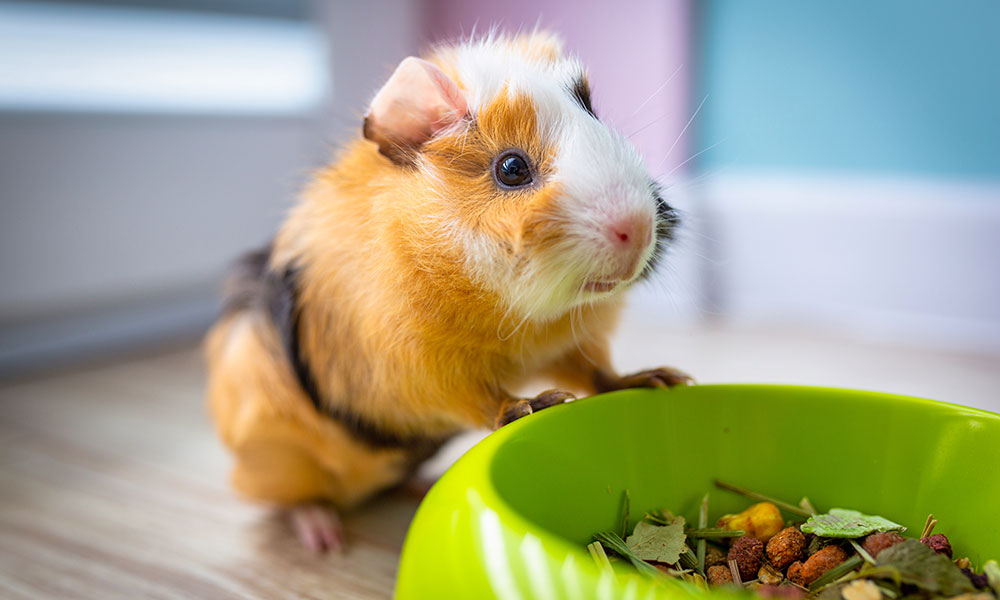 Une alimentation spécial cochon d'Inde pour ce petit animal