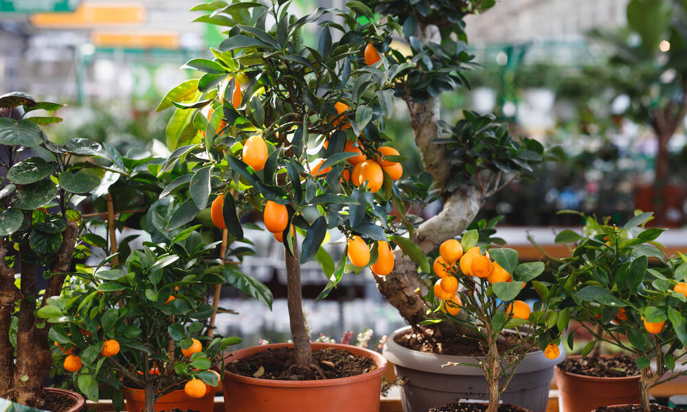 En pot, les Citrus peuvent être plantés partout car ils pourront être mis à l’abri en hiver