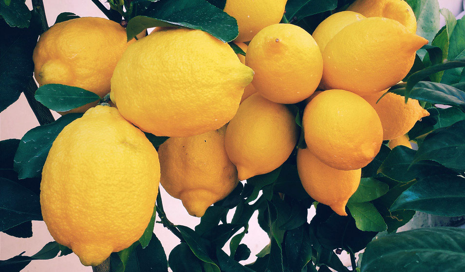 Planter et prendre soin du citronnier: - Mein schöner Garten