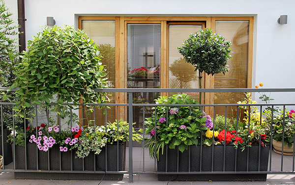 7 plantes pour se cacher du vis--vis sur son balcon - Gamm vert
