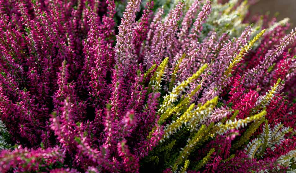 Sitemapcdatahttpsshopinf Inetcomplantes Vivaces Basses Pour Bordures