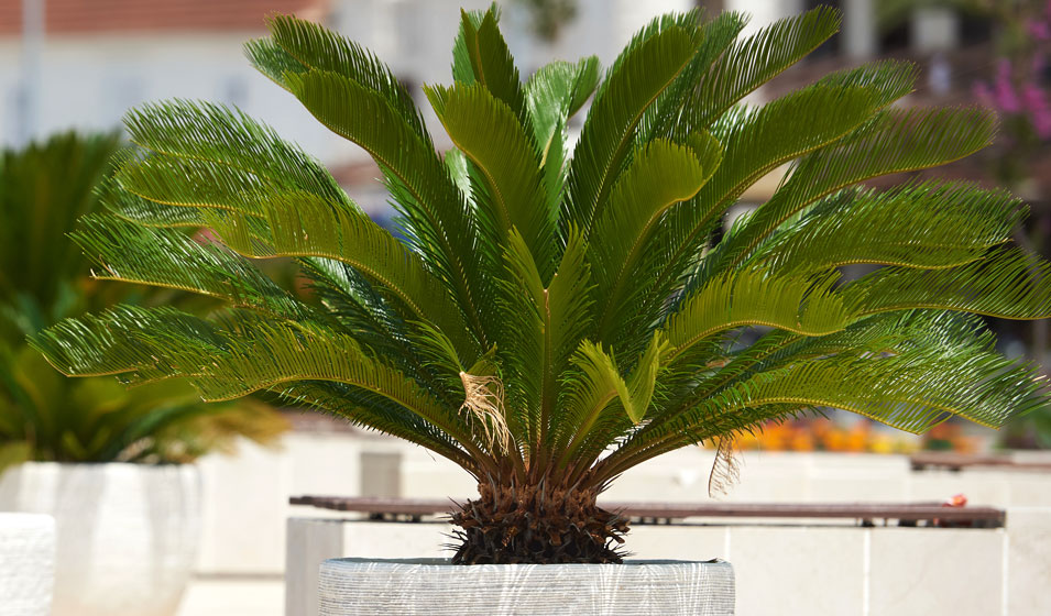 Cultiver un palmier en pot : Arrosage, entretien, rempotage