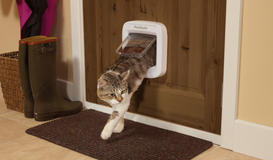 Un chat tigré et blanc rentre à la maison par une chatière électronique connectée 