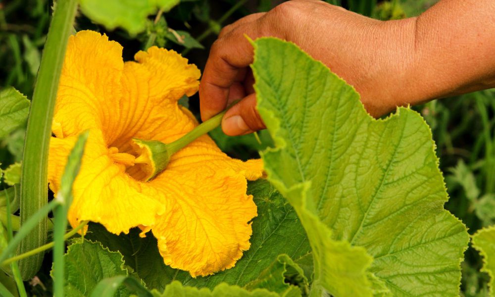 Une fleur mâle sans ses pétales est passée doucement sur le cœur de la fleur femelle