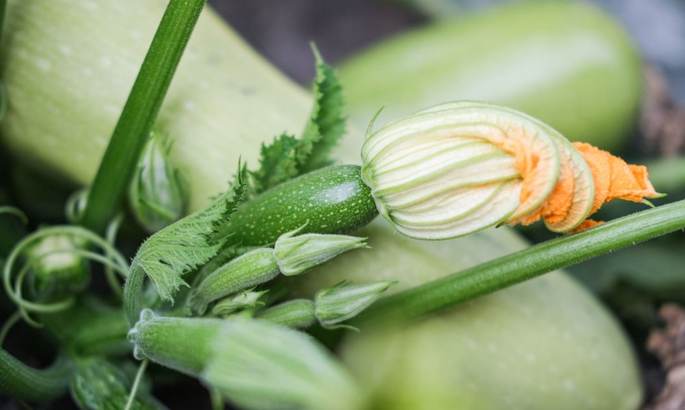 Des fleurs femelles avec le mini-fruit à leur base