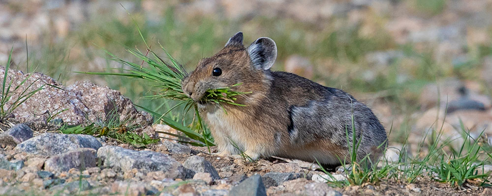 Le pika d’Amérique