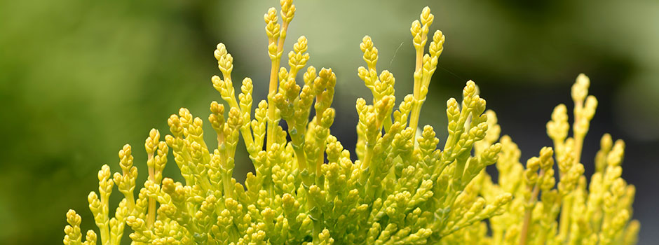 Chamaecyparis lawsoniana 'Minima Aurea'
