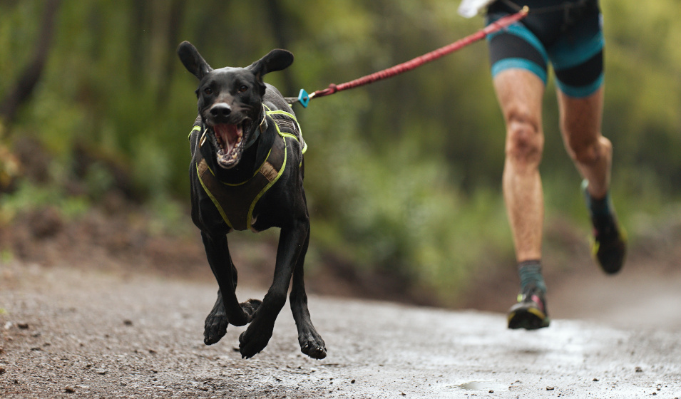 Un chien noir équipé d'un harnais de traction pratique le canicross avec son maître 