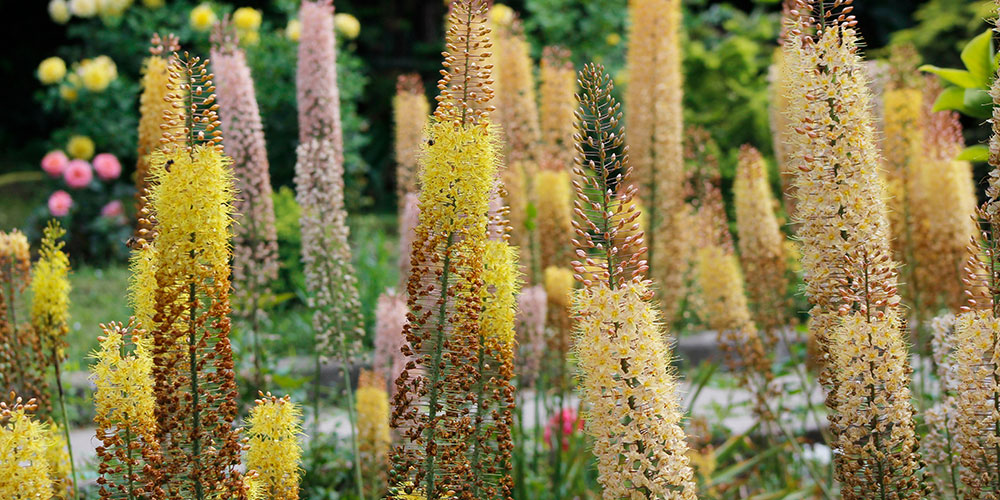Le Lis des steppes ou Eremurus