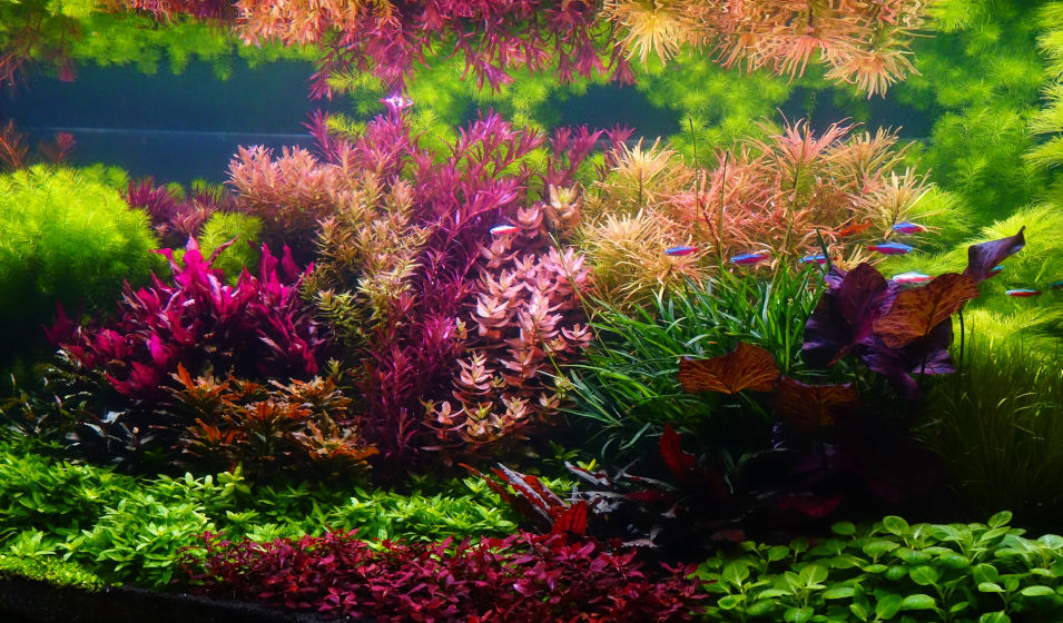 Quel aquarium choisir pour l'aquascaping ? - Jardiland