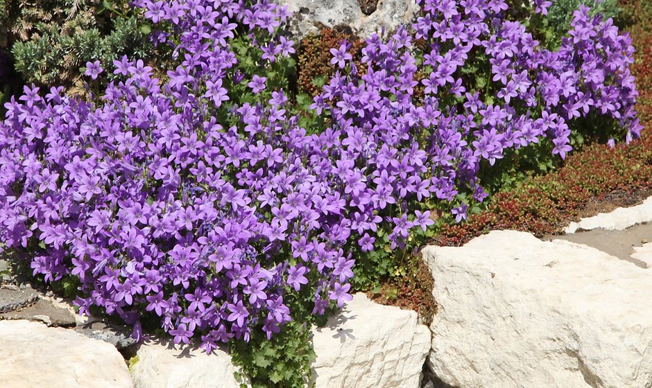 La campanule des murs qui habille les murs du printemps à l’automne