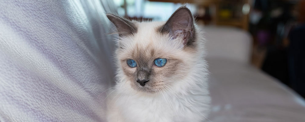 Le sacré de birmanie est comme nous une marque française