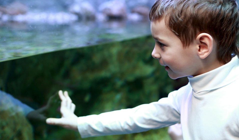 Comment choisir aquarium pour enfant ? Jardiland