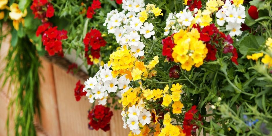 Pas plus de 3 couleurs dans votre jardinière, pour garder une esthétique harmonieuse