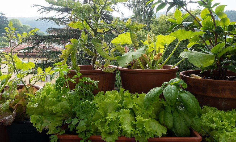 La terrasse se prête facilement à la culture de plantes potagères : aromatiques, salades, tomates y trouvent leur place