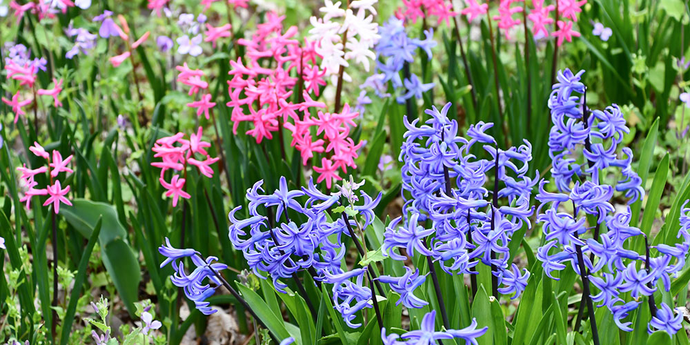 Jacinthe des bois