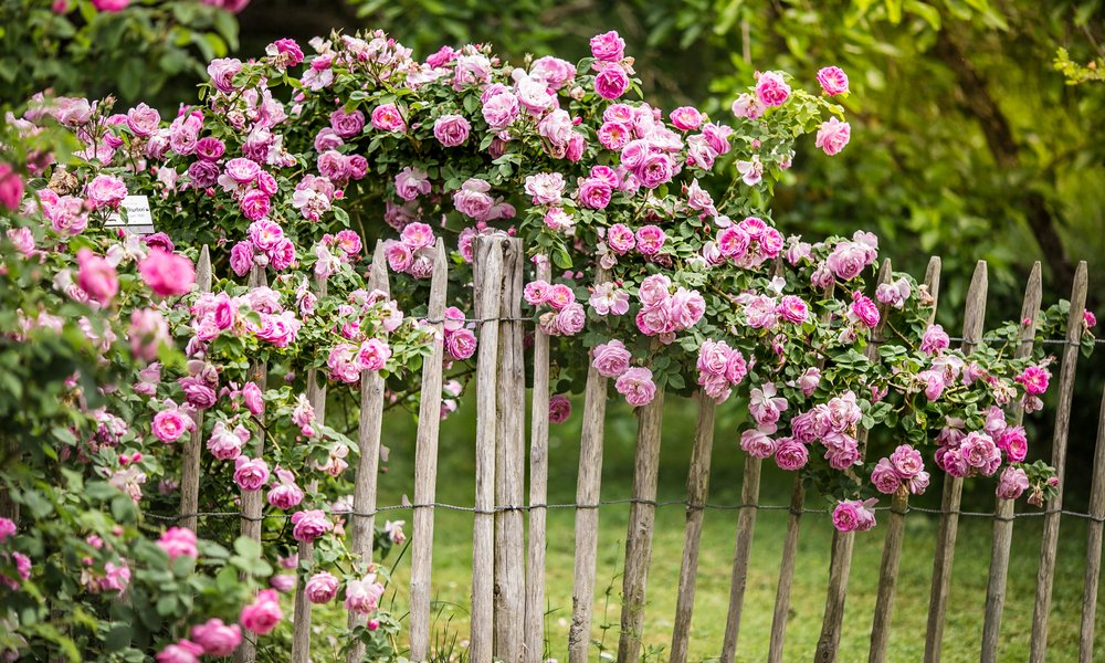 Grimpant ou buisson, tige ou miniature, l'utilisation du rosier est le critère de base pour bien choisir