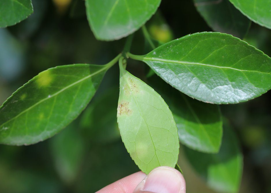 Comment soigner les maladies des plantes d'intrieur ? - Gamm vert