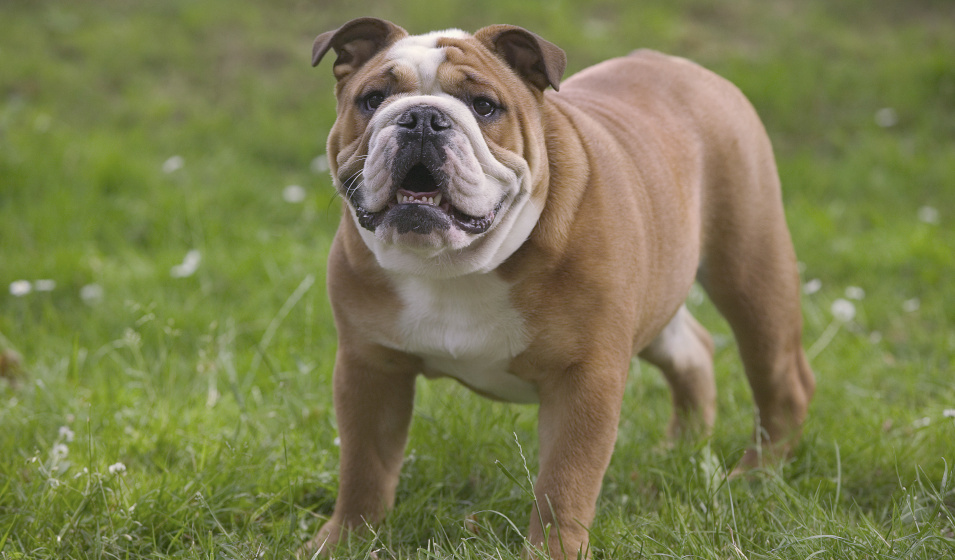En fonction des particularités du chien, les compléments alimentaires apportent d'autres éléments nutritifs non fournis par l'alimentation ou en quantité insuffisante. 
