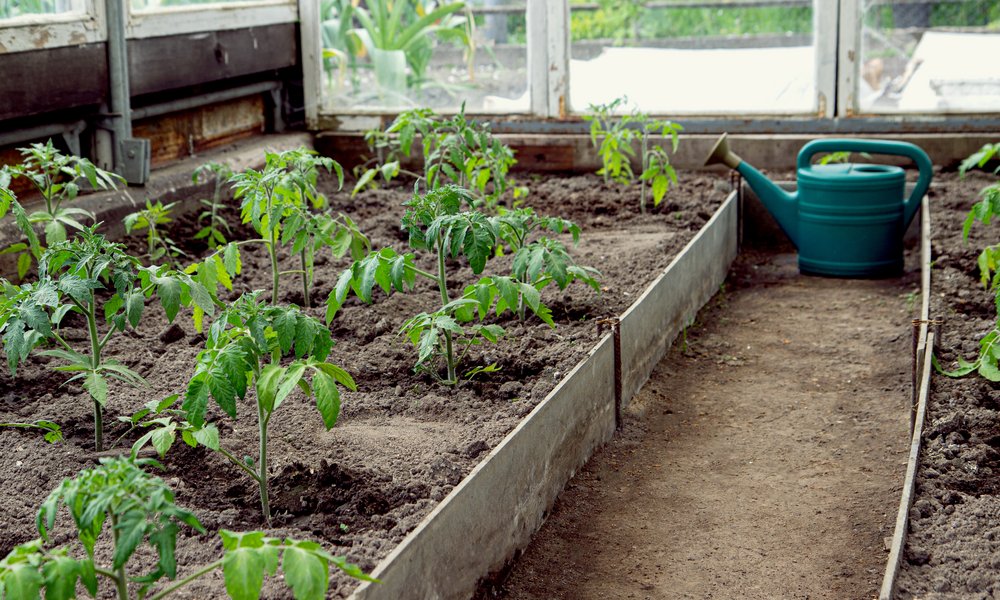 Les tomates sont arrosées le matin et au pied pour limiter l’humidité résiduelle 