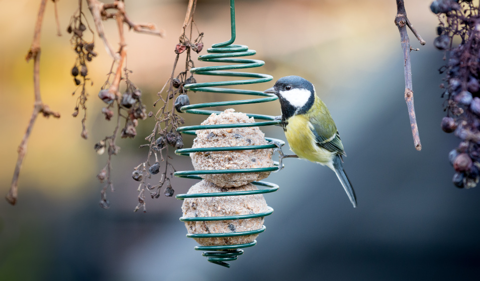 Faire des boules graisse pour les oiseaux est simple ! 