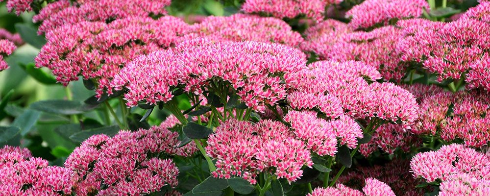 Sedum spectabile
