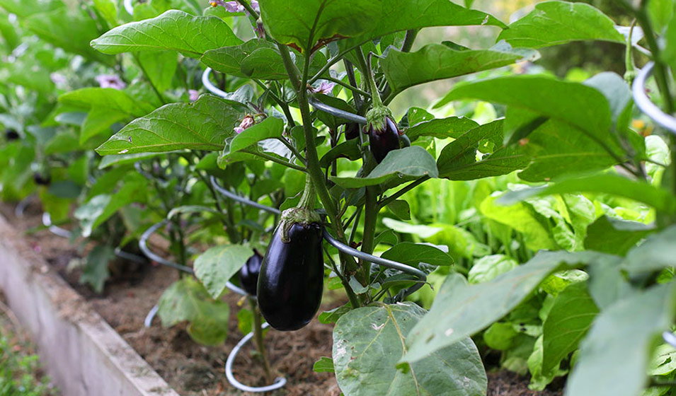 Aubergine (Solanum melongena)