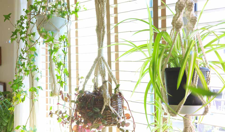 Pour vivre heureux... vivons cachés par les plantes