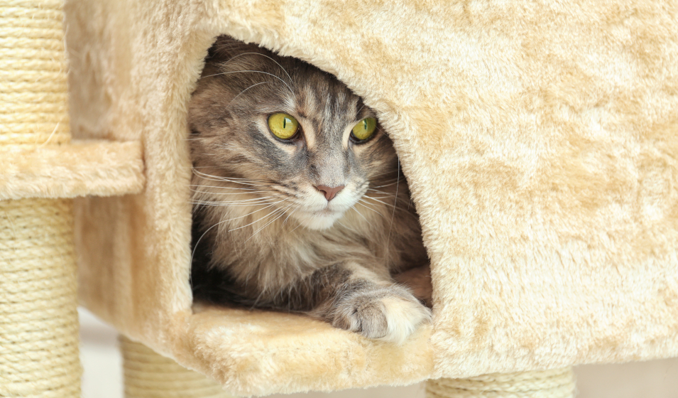Modèles de maisons pour chat à faire soi-même – Blog BUT
