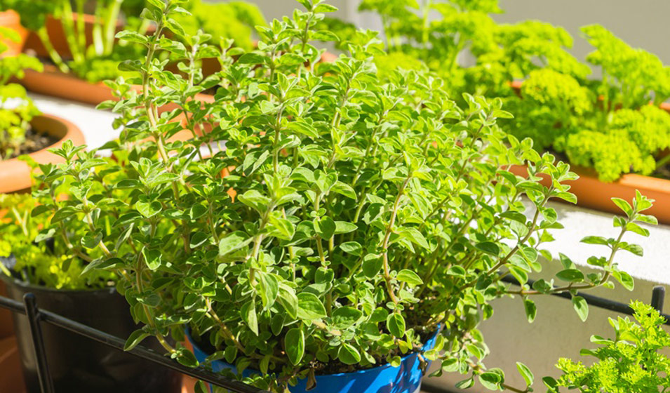 Comment créer un jardin aromatique dans des pots en terre cuite ?